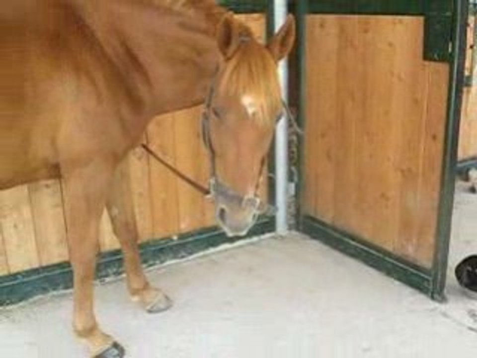 Pangio et sa brosse -_-'