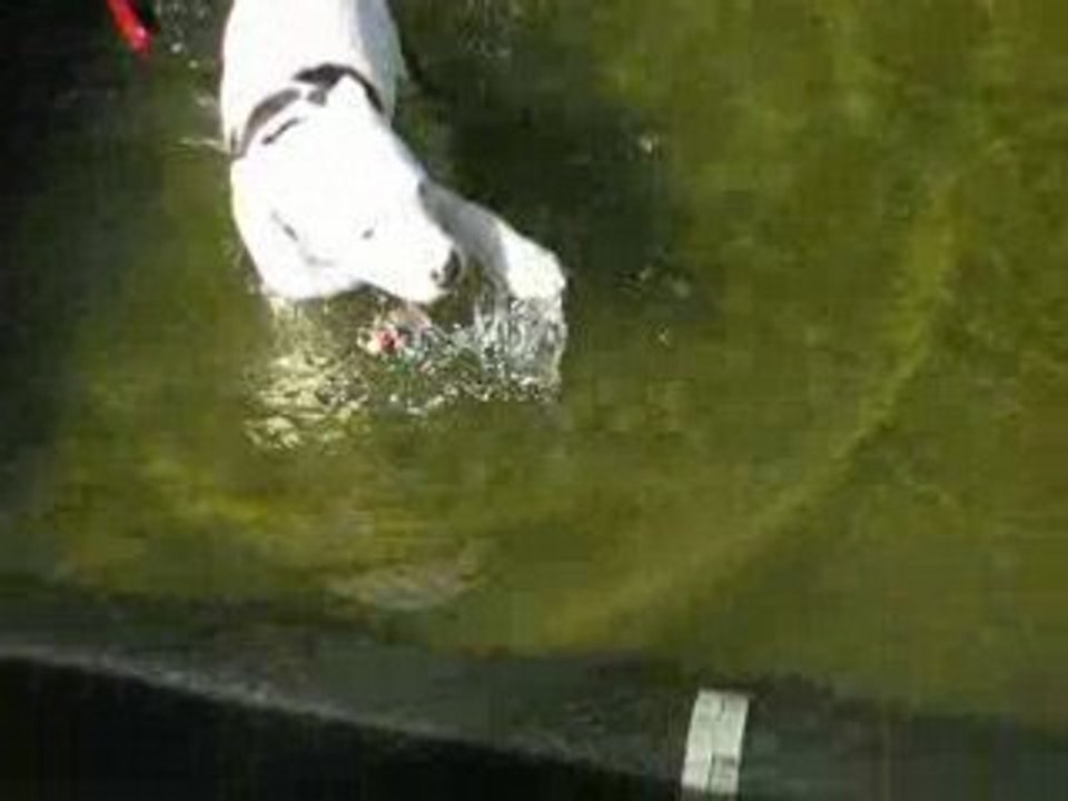 la crevette a l'eau