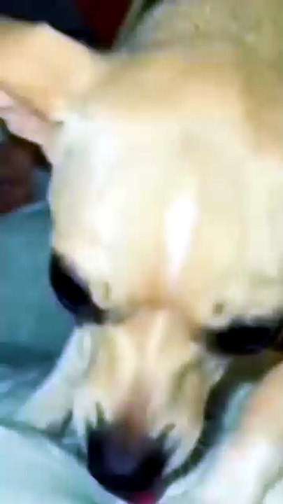 GUAU 😲 Perros Graciosos 🐶 Los Mejores Videos de Perros Chistosos