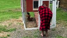 Quand le coq décide de te pourchasser hors du poulailler