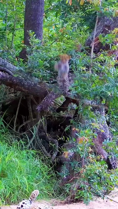 Shadows of the Savannah - The Epic Journey of a Leopard Mother & Cub
