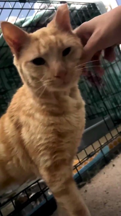 For the first time ever, stepped out of the kennel. He approached me all on his own to request pets and I am just very emotional about this, y’all.