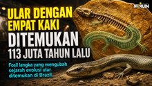 Penemuan Aneh Fosil Ular Purba dengan Empat Kaki di Brazil