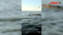Alanya açıklarında balina görüntülendi! İşte yaşananlar...