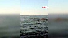 Alanya açıklarında dev sürpriz! Amatör balıkçı balina görüntüledi