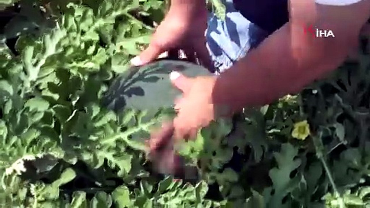 Bu karpuzu görenler hayrete düşüyor: kabuğu yeşil, içi sarı