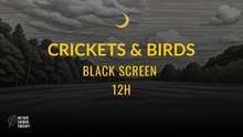 Authentic Meadow Ambience | Crickets, Birds & Grassland Sounds