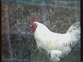 Yzeron chant du coq sur commande