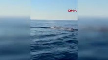 Amatör balıkçı, Akdeniz'de balina görüntüledi