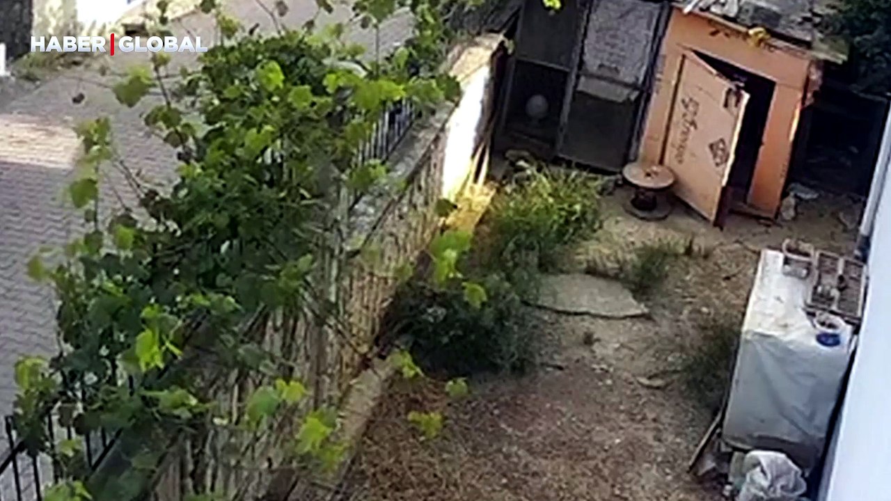 Karganın yumurta hırsızlığı herkesi güldürdü, önce gözetledi...