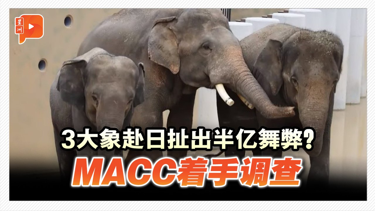 3象赴日扯出半亿舞弊？MACC着手调查
