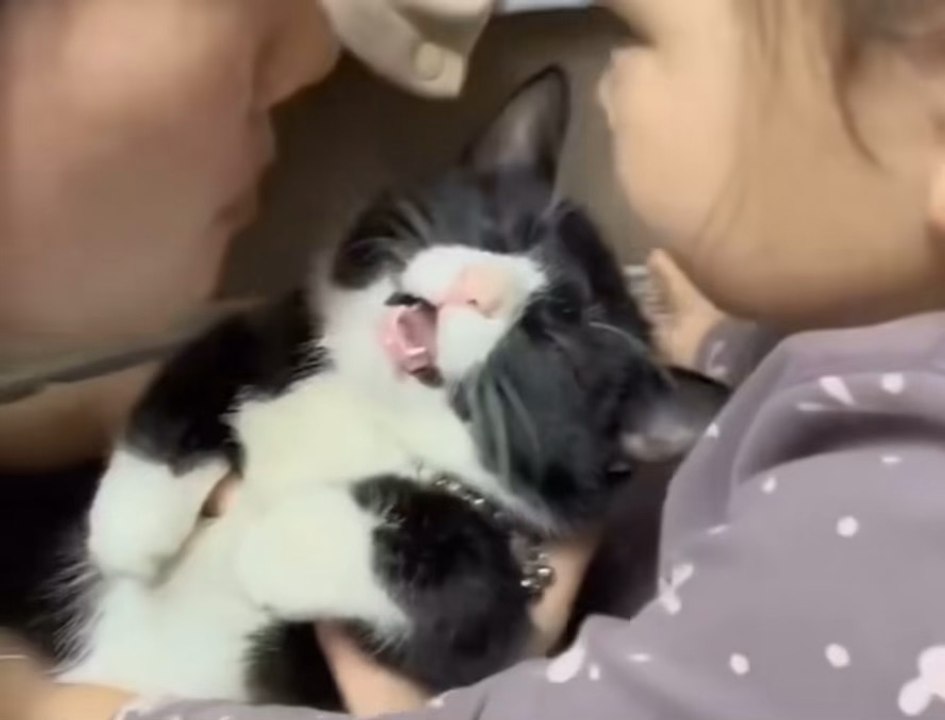 Cute! ❤️😽