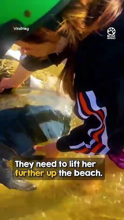 Her little 'thank you' wave after they set her free 🥹🐢