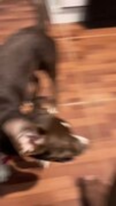 Dog Hits Door While Entering Room During Zoomies