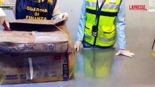 Sequestrati a Malpensa due crani di coccodrillo siamese