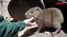 Gerusalemme, al Biblical Zoo nascono 4 capibara: battezzati coi nomi dei Beatles
