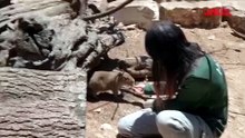 Gerusalemme, al Biblical Zoo nascono 4 capibara: battezzati coi nomi dei Beatles