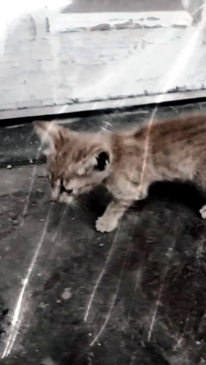 😍 This Tiny Kitten Just Stole My Heart!