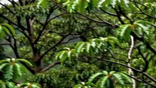 🌿 Gentle Rain in the Mountains | Koel's Sweet Song | Peaceful Nature for Deep Relaxation