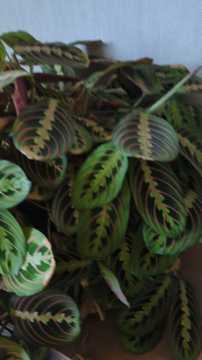 Maranta