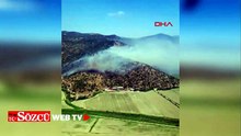 Aydın'da zeytinlik yangını