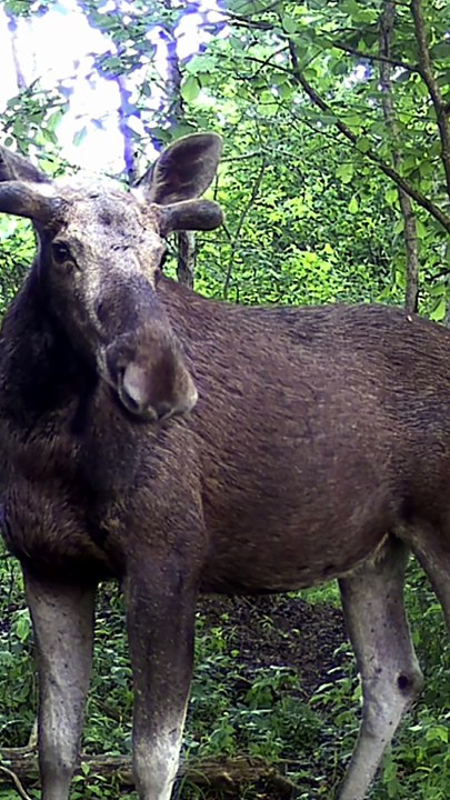 What happens when a moose finds a hidden camera?