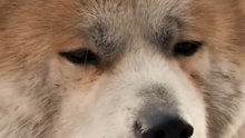 Je suis pas fan des chiens mais ce film quand même… 🥹