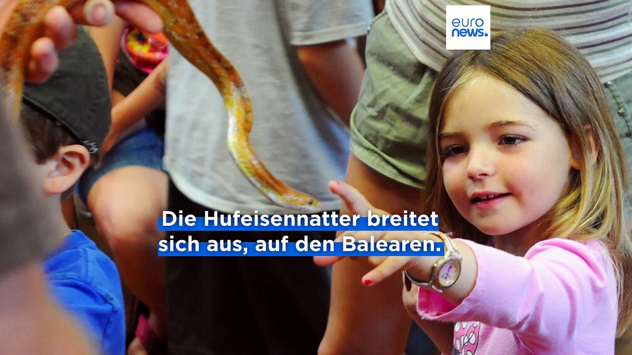 Urlaubsinseln unter Druck: Schlangenplage auf Mallorca und Ibiza