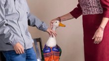 Pato Merlin muerde a Claudia Sheinbaum