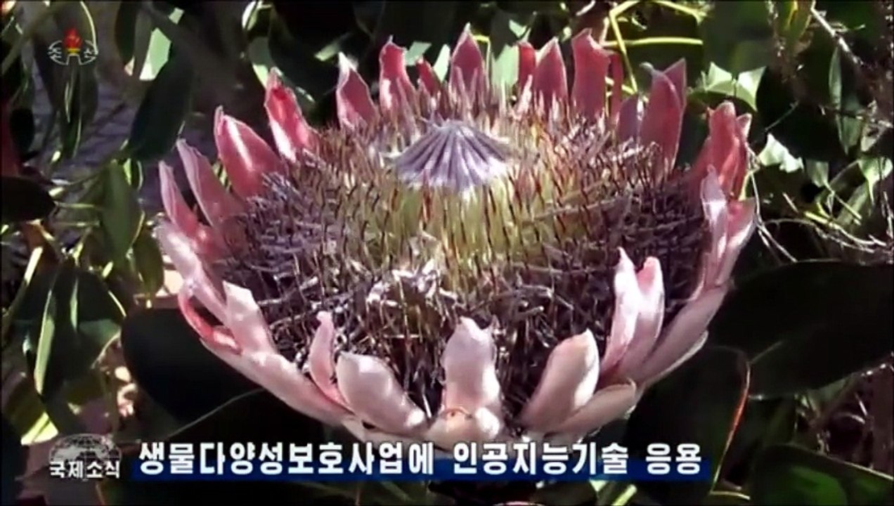 Televisão Central da Coreia (22.06.2026)