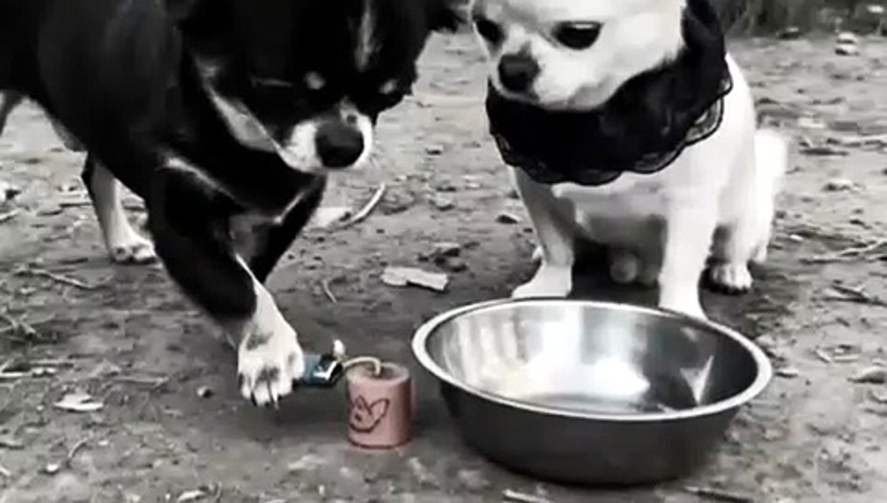 Funny Dogs