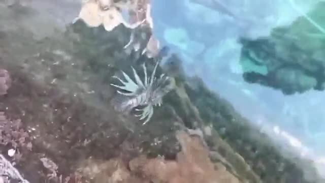 San Caterina, avvistato pesce scorpione a pochi metri da barche e bagnanti