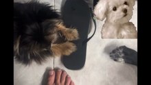 Agozzino Alfredo story la piccola zaky