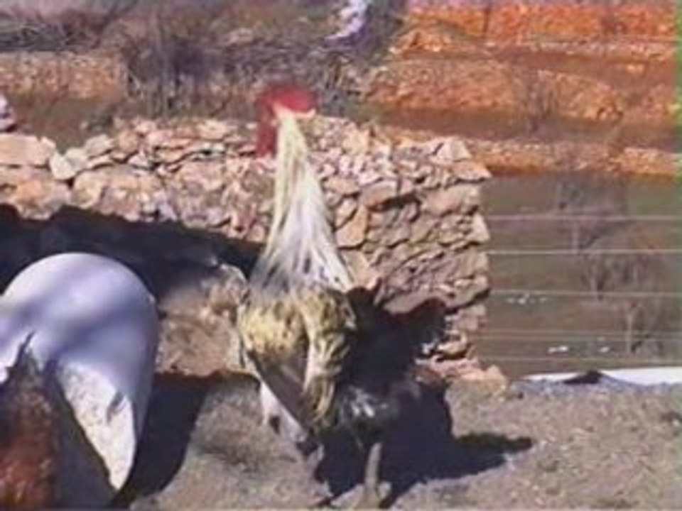 bozkır dere bediha akartürk çil hroz