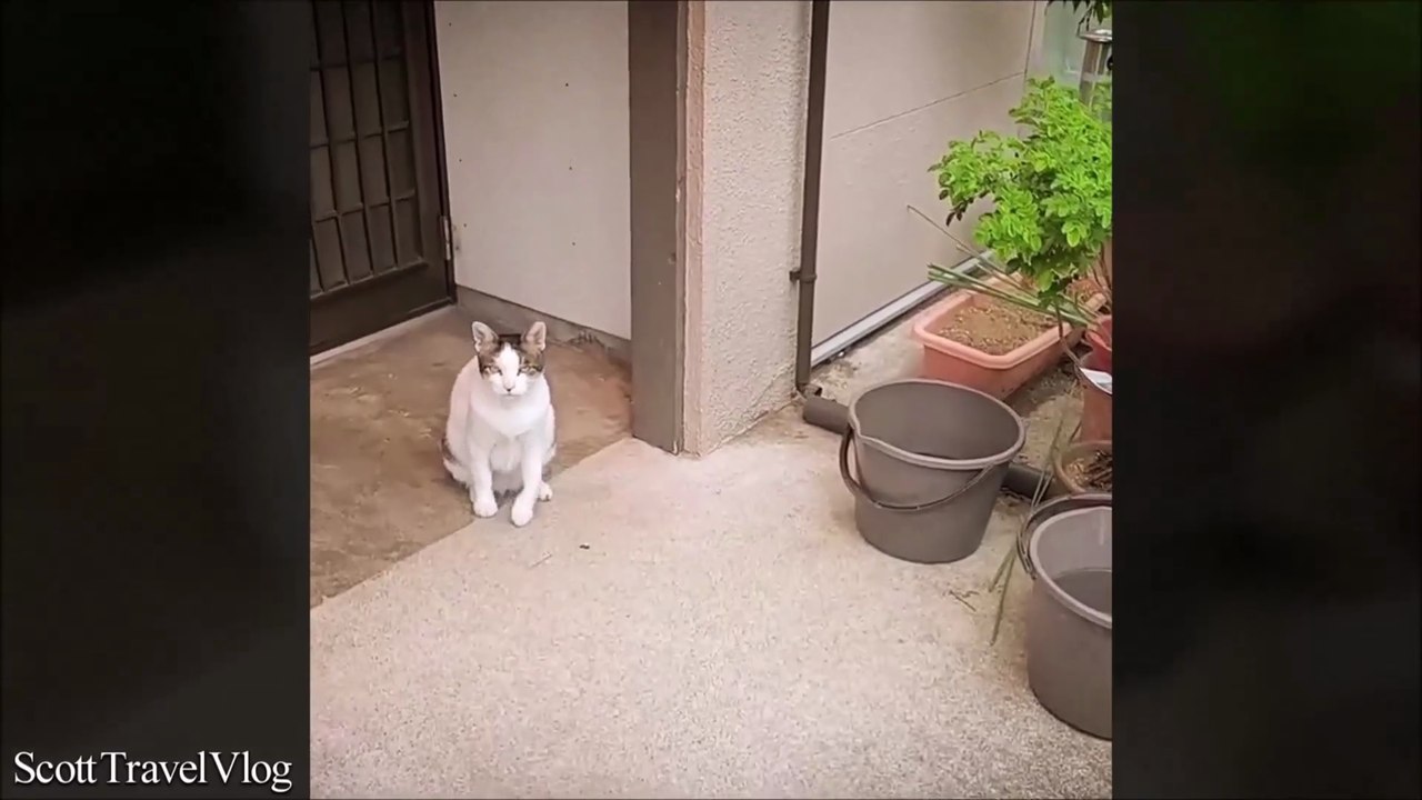 Japan (2023) | Cats