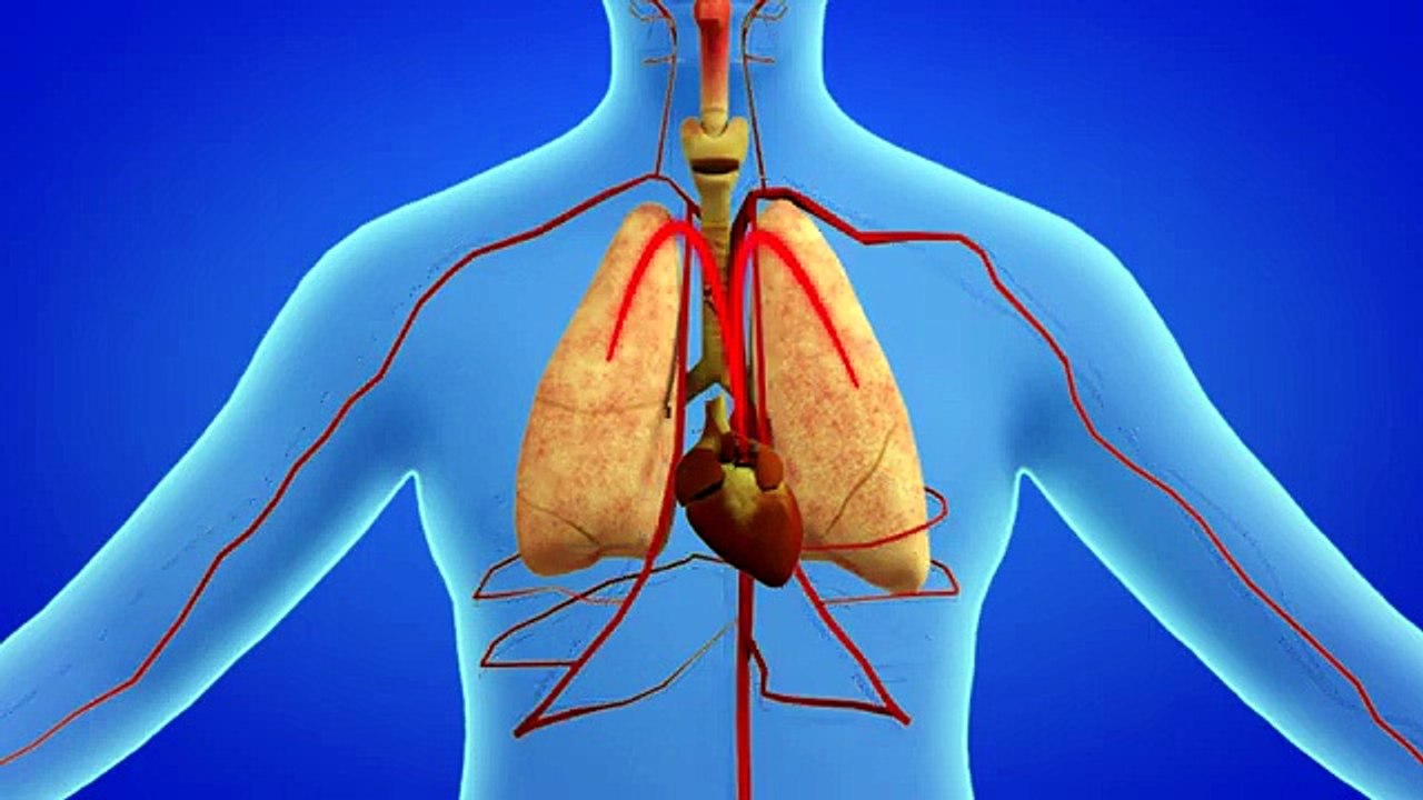 El sistema circulatorio para niños  El cuerpo humano para niños