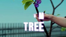 He Grew 40 Fruits On One Tree