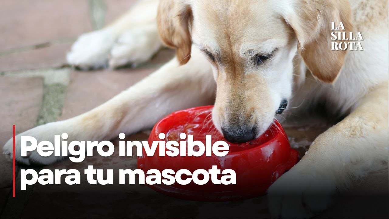 ¿Cada cuánto debes lavar el plato de agua de tu perro?