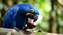 amazonas e pantanal fauna e frora
