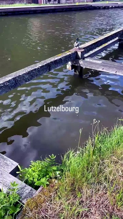🦆 Lutzelbourg en Moselle #canard.mp4