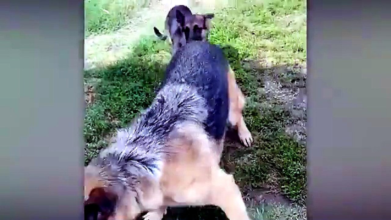 Des chiens rigolos qui essaient d'être parents pour la première fois(Funny Dogs Trying to Be Parents for the First Time)