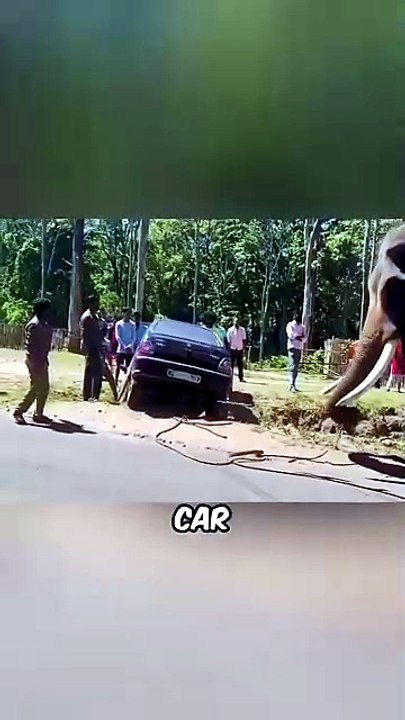 Wild Animals Doing the Funniest Things Ever Caught on Camera! 🐾😂