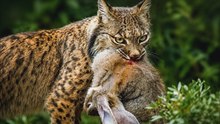 Lynx ibérique : le félin le plus redoutable d’Europe que personne n’a jamais aperçu