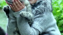 How to Introduce Cat to its new Home - FarmPally