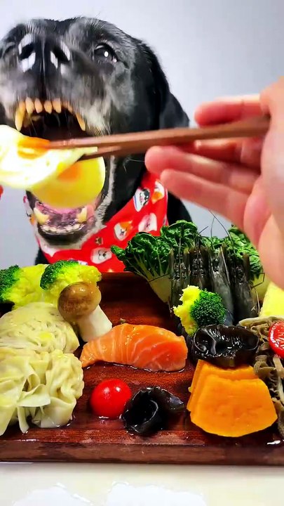 Doguinho fofo comendo