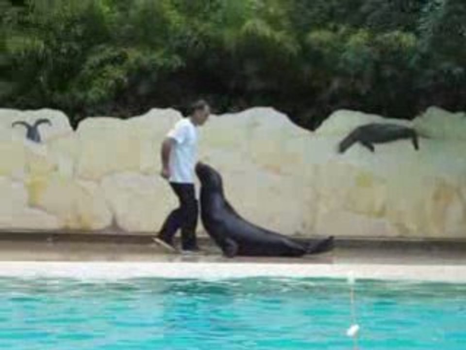 spectacle otaries