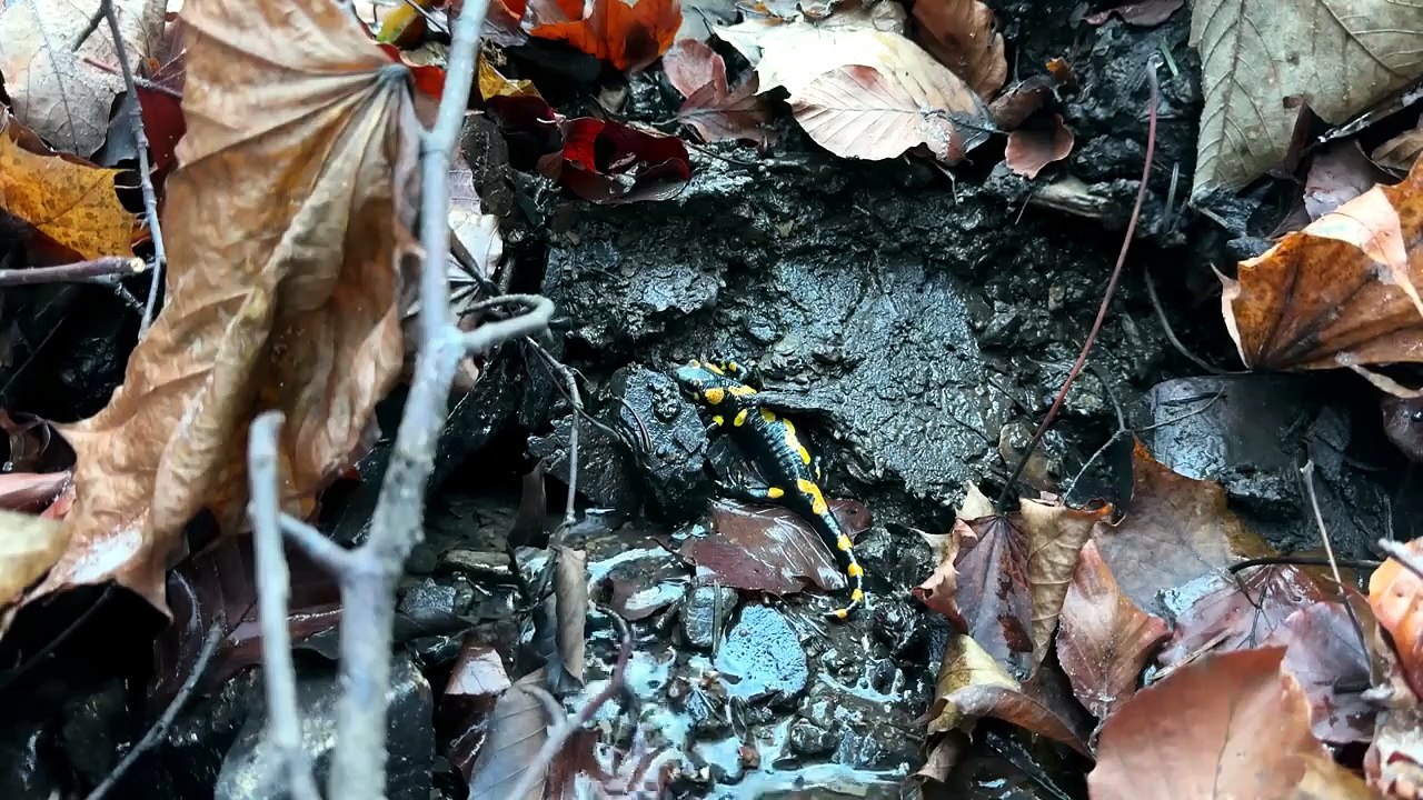恶劣天气下建成的树屋   远离掠食者与风雪