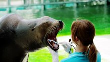 Тюлень в венгерском зоопарке чистит зубы