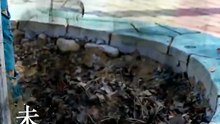重生熊猫：开局太极拳震惊全球 (下)