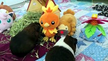 Guinea pig sisters 3rd birthday 🎂!!!